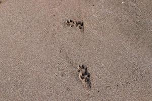 fotspår i de sand på de stränder av de medelhavs hav. foto