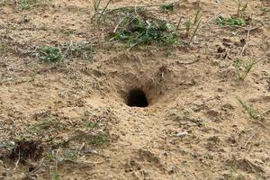 fotspår i de sand på de stränder av de medelhavs hav. foto