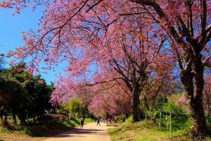 körsbär blomma i khun wang Chiang Mai, thailand. foto