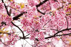 stänga upp gren med rosa sakura blommar foto