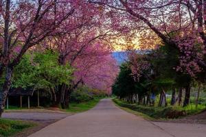 körsbär blomma i khun wang Chiang Mai, thailand. foto