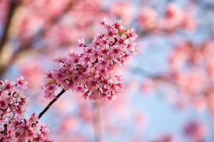 stänga upp gren med rosa sakura blommar foto