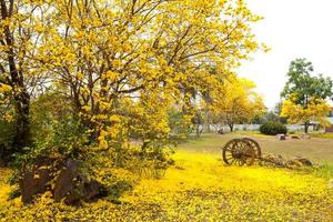 tabebuia chrysotricha gul blommor foto