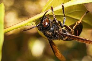 svart geting insekt stänga upp makro premie Foto