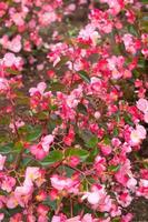 blommor trädgård parkera natur bakgrund premie Foto