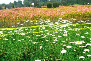 blommor trädgård parkera natur bakgrund premie Foto