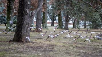 flock fåglar som flyger foto