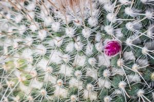 närbild av en kaktus foto