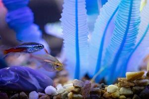 neon tetra fisk simning i ett artificiell tank foto