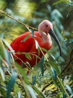 porträtt av scharlakansrött ibis foto