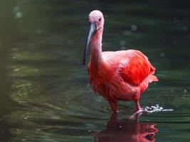 porträtt av scharlakansrött ibis foto