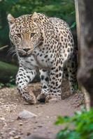 persisk leopard i Zoo foto