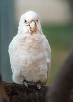 liten corella på gren foto