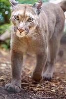 puma i zoo foto