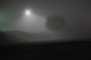 ljus och träd i förgry dimma foto
