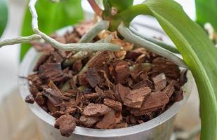 rot av orkide blomma i pott med särskild jord från bark av växter. foto
