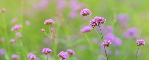 närbild av rosa lila blomma under solljus med kopia Plats använder sig av som bakgrund naturlig växter landskap, ekologi tapet omslag sida begrepp. foto