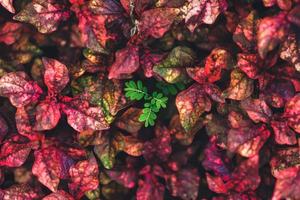närbild av ung grön träd med röd löv i mörk toner som natue bakgrund använder sig av som tapet bakgrund och omslag sida begrepp. foto