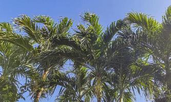 tropiska palmer kokosnötter blå himmel i tulum Mexiko. foto