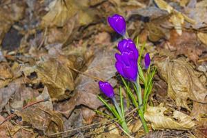 krokus på de skog golv med lövverk och gräs Tyskland. foto