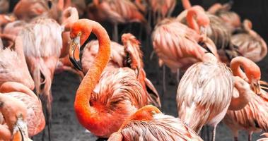 grupp av flamingos stående tillsammans i de parkera. foto
