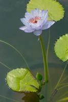 vertikal Foto av ljus blå lotus med rosa lotus pollen.