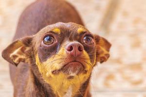 ryska leksak terrier hund porträtt ser härlig och söt Mexiko. foto