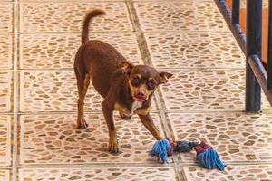 ryska leksak terrier hund porträtt ser lekfull och söt Mexiko. foto