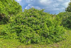 tropisk naturlig djungel skog handflatan träd tulum mayan ruiner Mexiko. foto