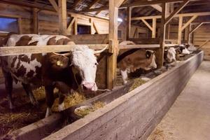besättning av kor äter hö i ladugård på mejeri bruka foto