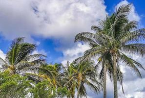 tropiska palmer kokosnötter blå himmel i tulum Mexiko. foto