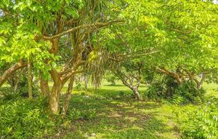 tropisk naturlig djungel skog handflatan träd tulum mayan ruiner Mexiko. foto