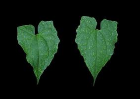 murgröna kalebass eller coccinia grandis blad. stänga upp exotisk grön löv av murgröna jord träd isolerat på svart bakgrund. topp se grön blad. foto