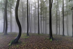 sommar bok skog foto