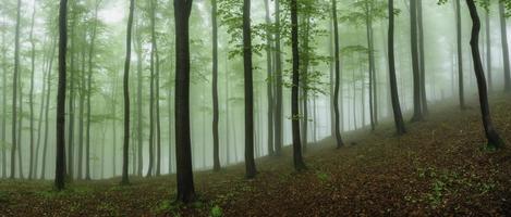 panorama av vår skog foto