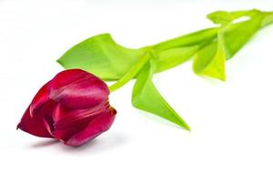 ett blomma tulpan foto
