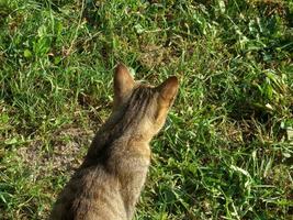 de katt lögner lugnt på en varm sommar dag foto