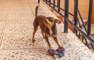 ryska leksak terrier hund porträtt ser lekfull och söt Mexiko. foto