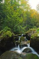 bäck i skogen foto