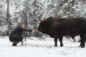 kämpe tjur viskar, en man vem Träning en tjur på en snöig vinter- dag i en skog äng och framställning honom för en bekämpa i de arena. tjurfäktning begrepp. foto