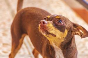 ryska leksak terrier hund porträtt ser härlig och söt Mexiko. foto