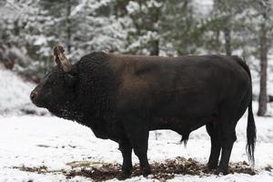 en stor svart tjur i de snö Träning till bekämpa i de arena. tjurfäktning begrepp. selektiv fokus foto