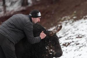 kämpe tjur viskar, en man vem Träning en tjur på en snöig vinter- dag i en skog äng och framställning honom för en bekämpa i de arena. tjurfäktning begrepp. foto