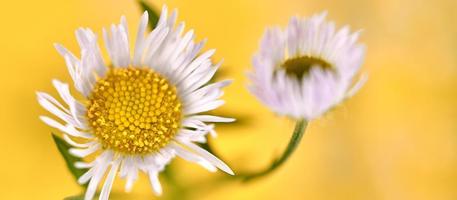 vackra erigeron annuus blommor med vita blomhuvuden, gul mitt, gul banner bakgrund foto