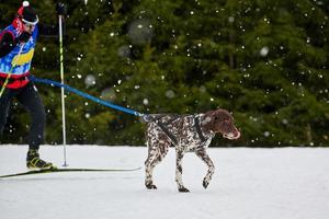 skijoring hundsport racing foto