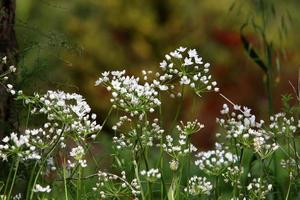 sommarblommor i en stadspark i Israel. foto