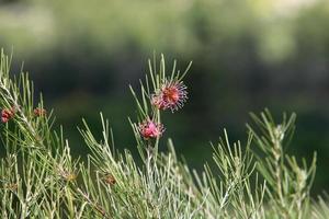 sommarblommor i en stadspark i Israel. foto