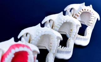 tandläkare ortodontisk tänder modeller foto