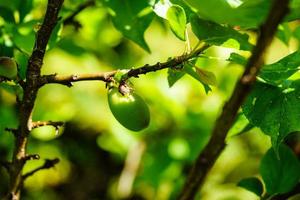 aprikos prunus armeniaca i de gammal landa Nästa till hamburg foto