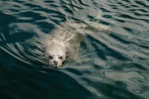 vild grå tätningar halichoerus grypus på de tysk norr hav kust foto